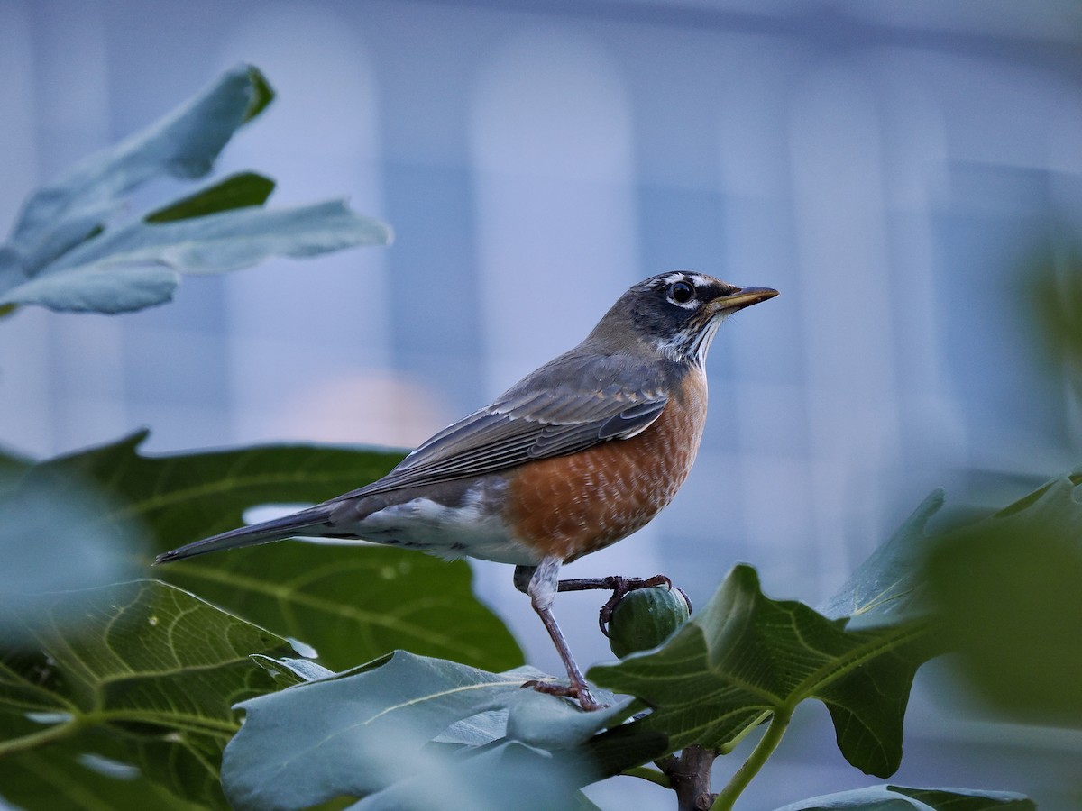 American Robin - ML624719816