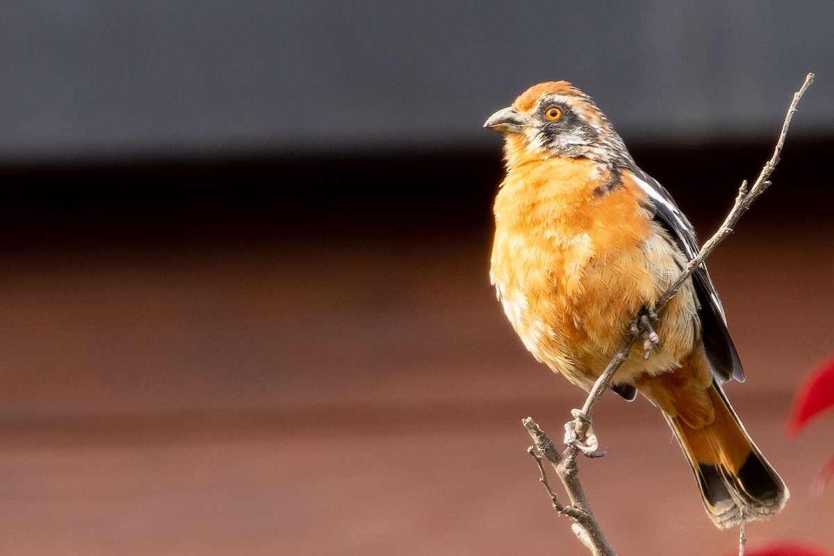 Rufous-tailed Plantcutter - Pablo Andrés Cáceres Contreras