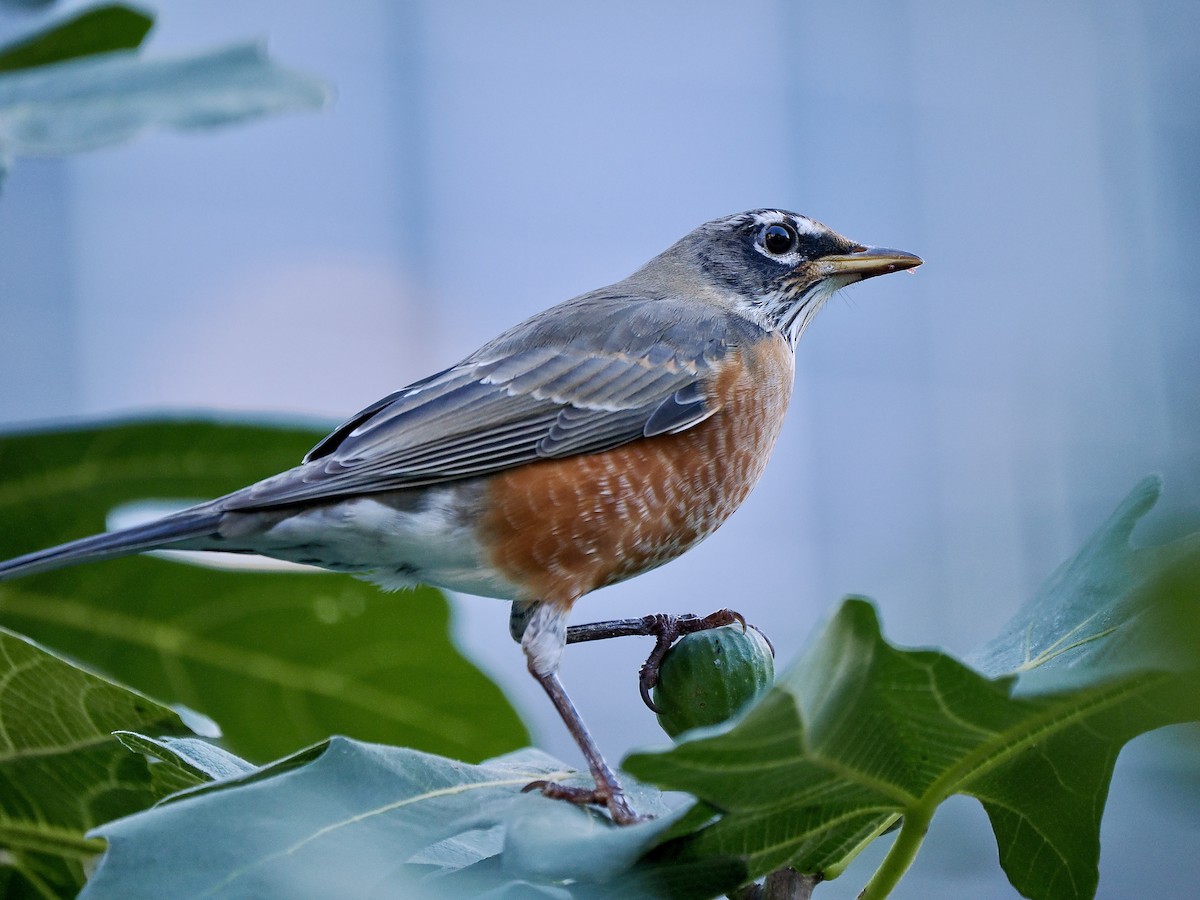 American Robin - ML624719911