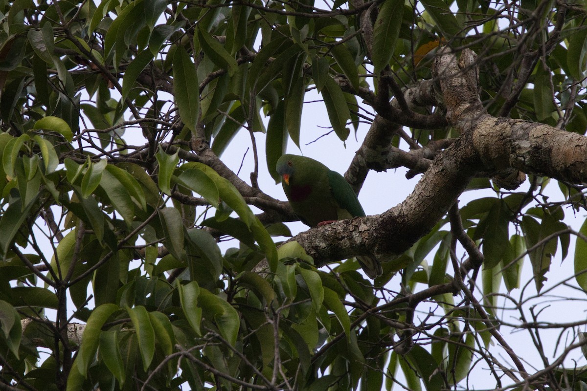 Claret-breasted Fruit-Dove - ML624719987