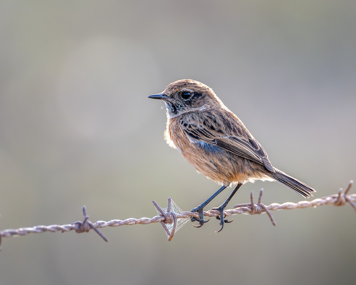 European Stonechat - ML624720050