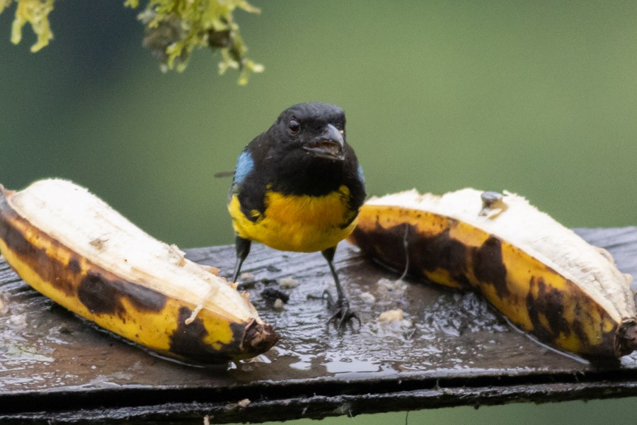 Black-and-gold Tanager - ML624720077