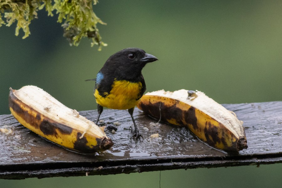 Black-and-gold Tanager - ML624720087