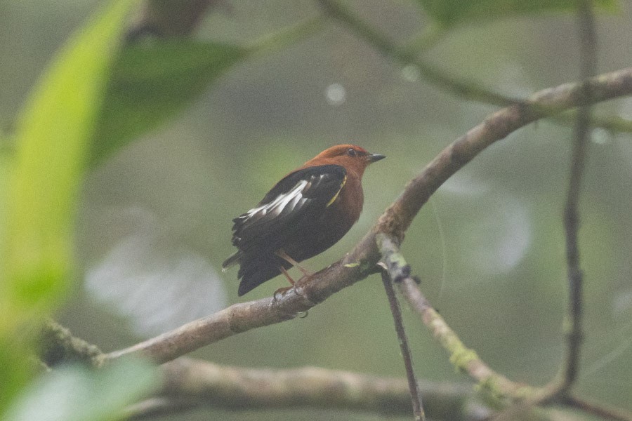 Club-winged Manakin - ML624720148