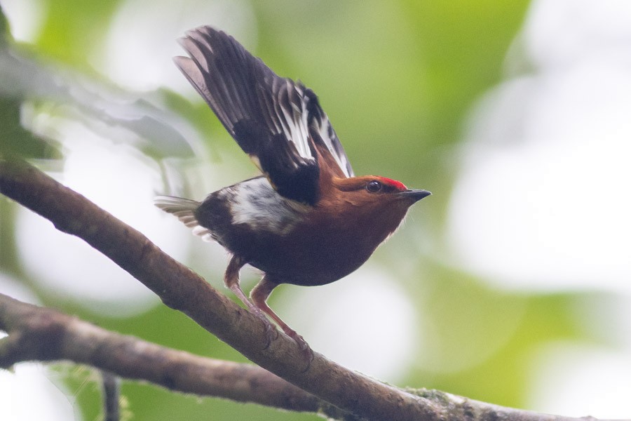 Club-winged Manakin - ML624720154