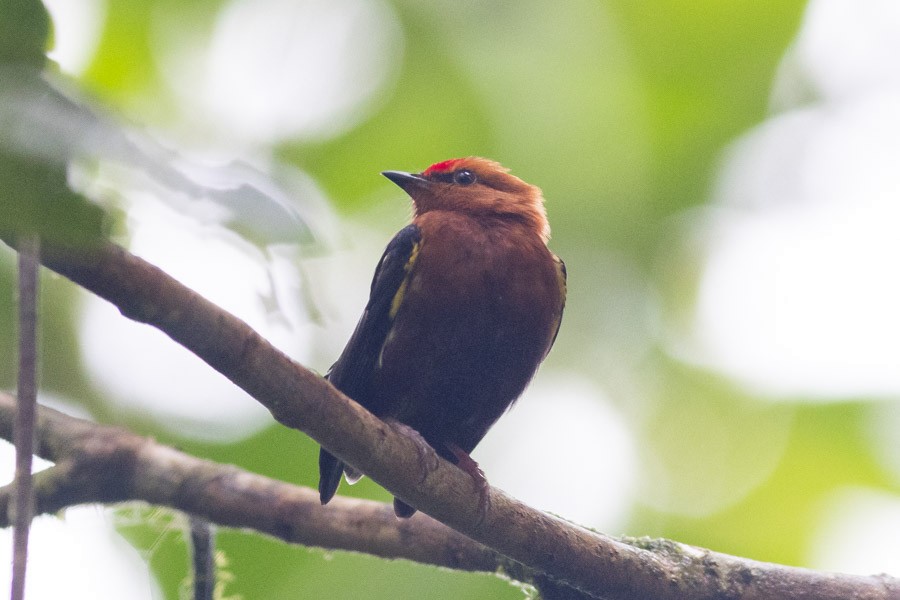 Club-winged Manakin - ML624720165