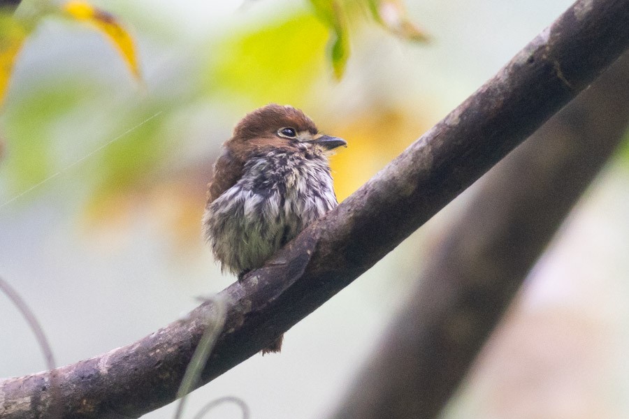 Lanceolated Monklet - ML624720173