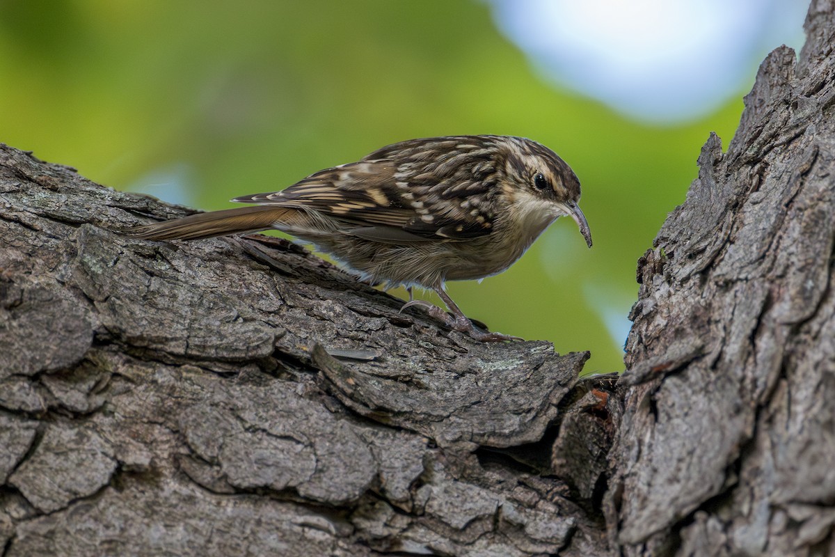 Short-toed Treecreeper - ML624720175
