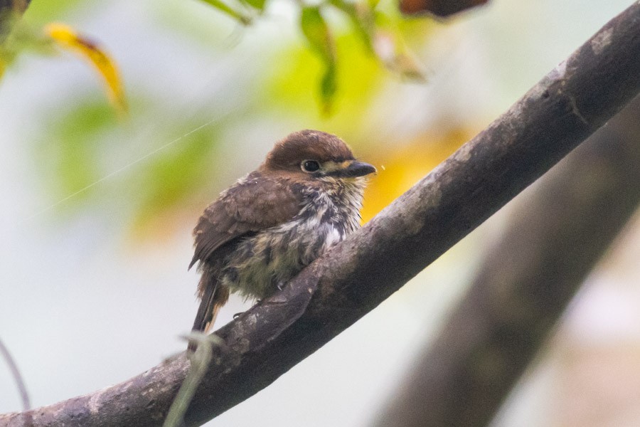 Lanceolated Monklet - ML624720183