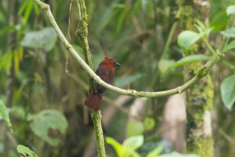 Crested Ant-Tanager - ML624720205