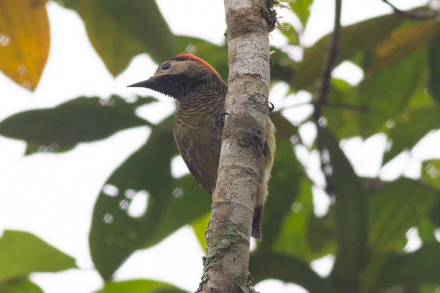 Golden-olive Woodpecker - ML624720240