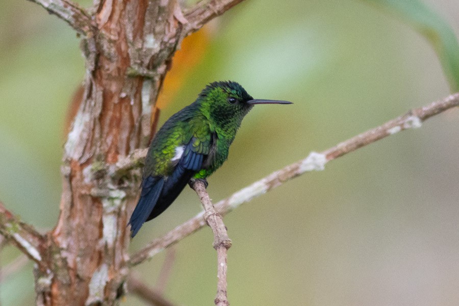 Western Emerald - ML624720315