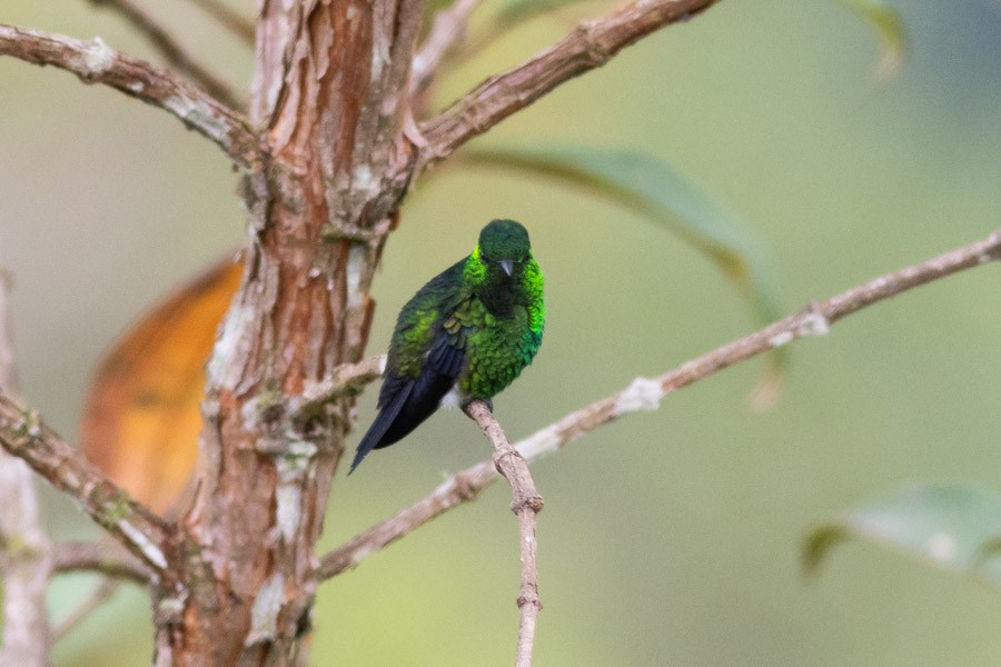 Western Emerald - ML624720336