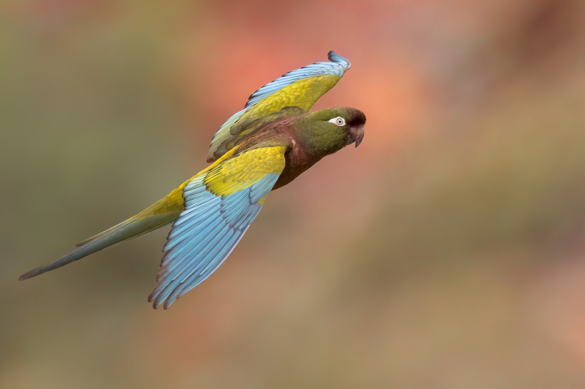 Burrowing Parakeet - ML624720531
