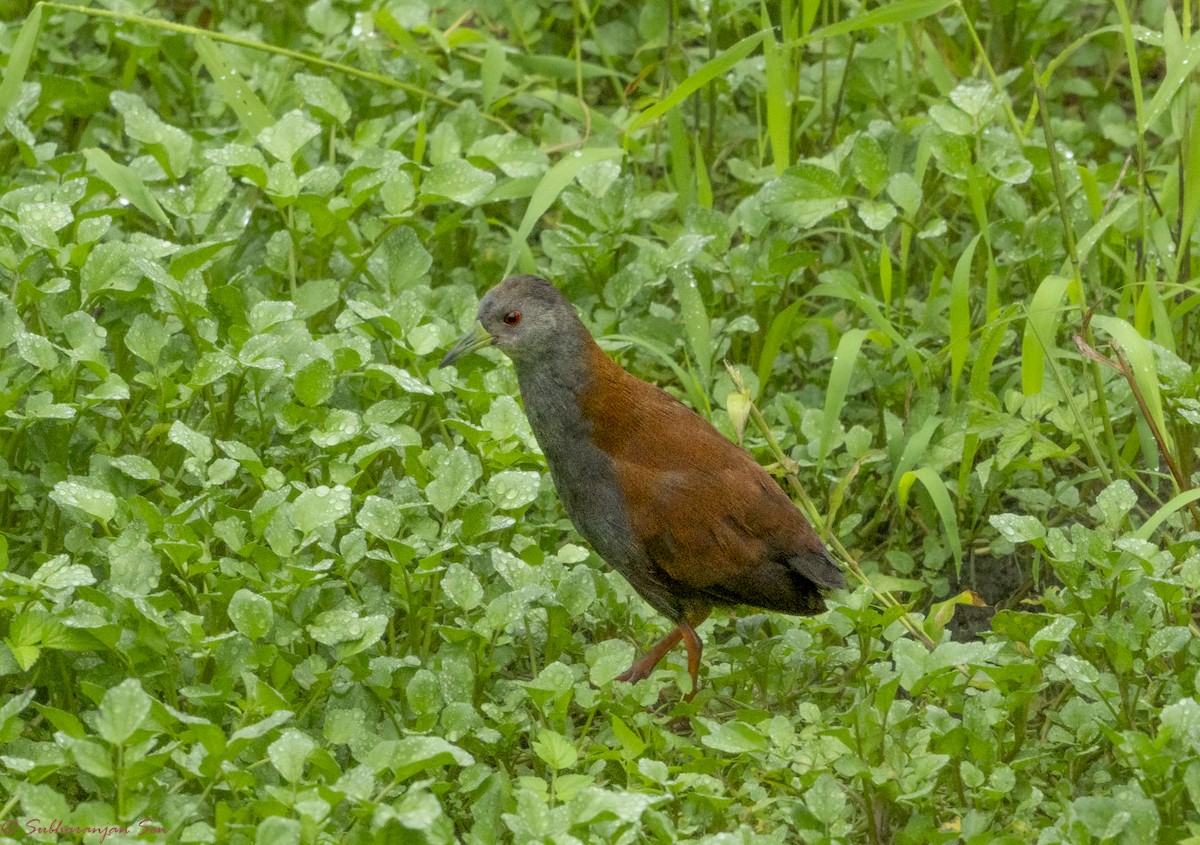 Zweifarb-Sumpfhuhn - ML624720662