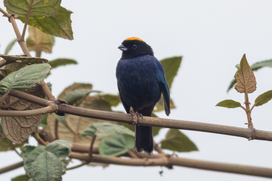 Golden-crowned Tanager - ML624720674