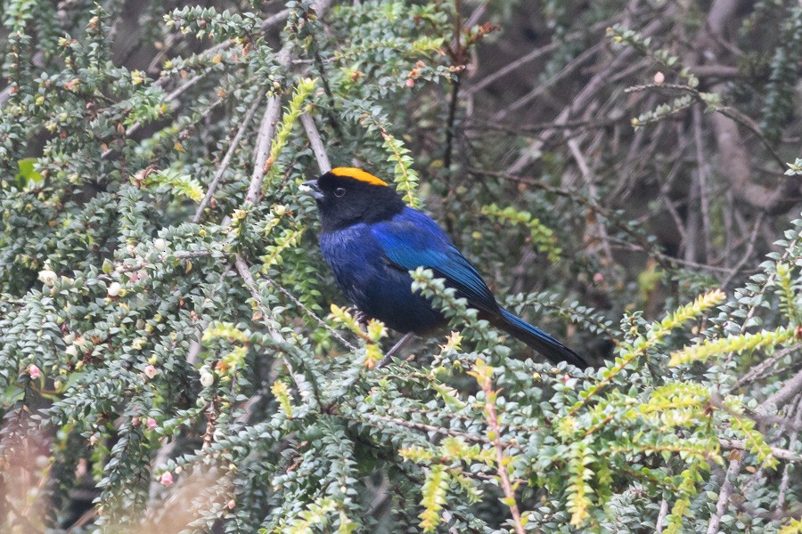 Golden-crowned Tanager - ML624720685