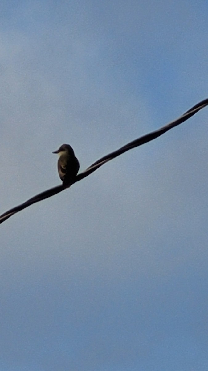 Tropical Kingbird - ML624720689