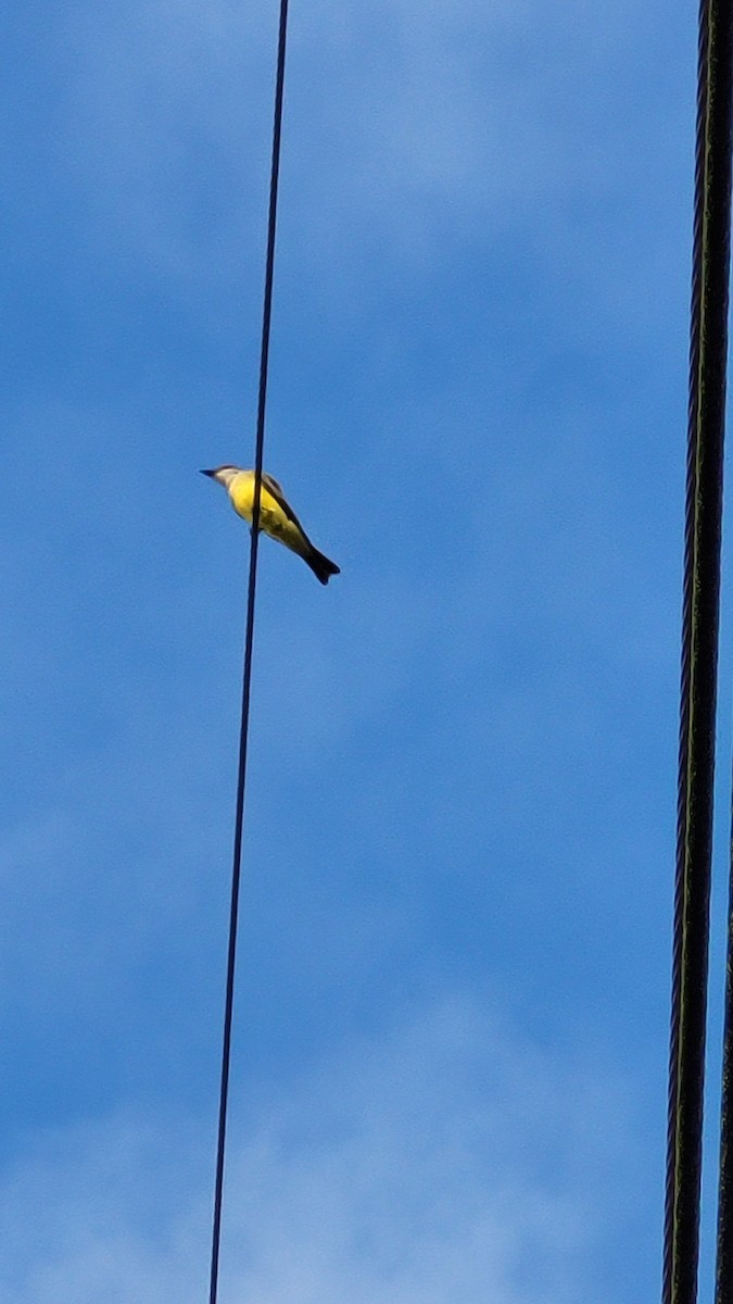 Tropical Kingbird - ML624720690