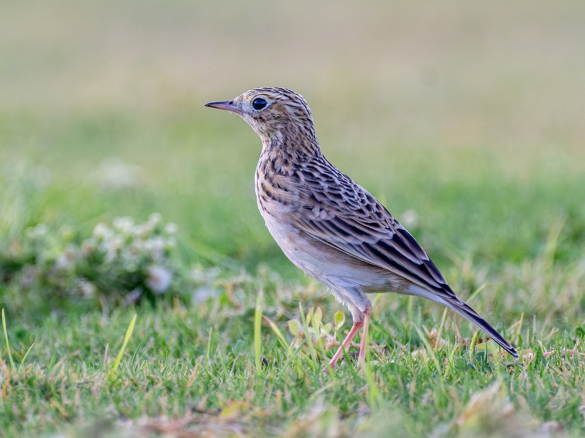 Sprague's Pipit - ML624720952