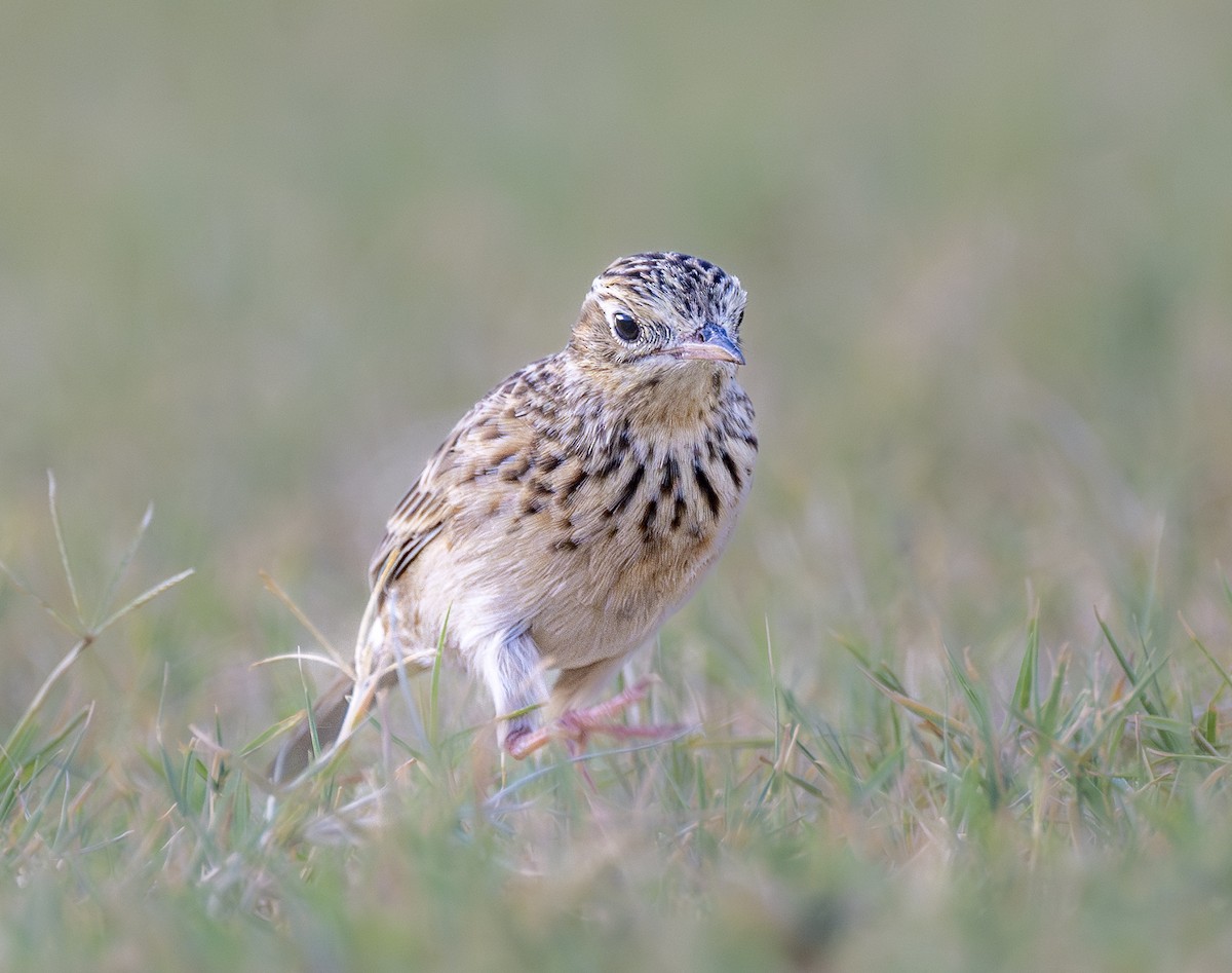 Sprague's Pipit - ML624720953