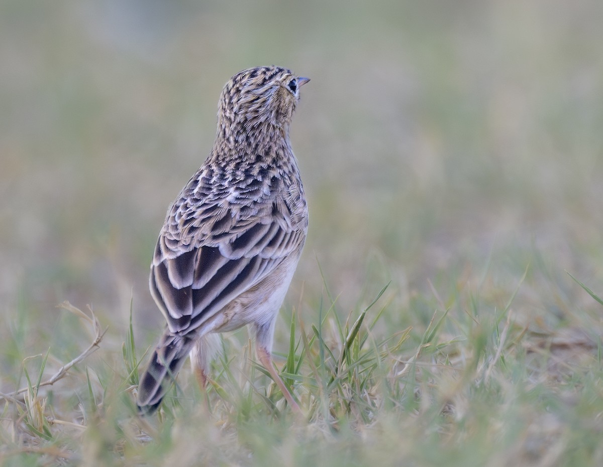 Sprague's Pipit - ML624720954