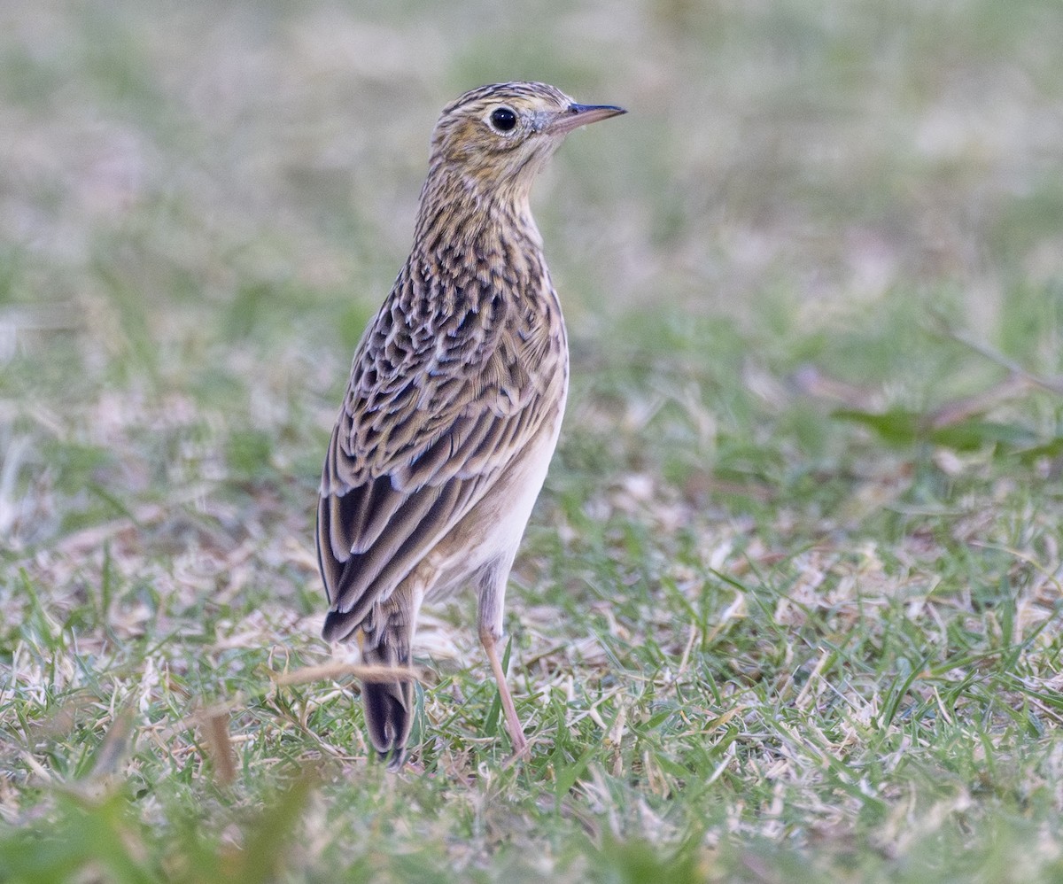 Sprague's Pipit - ML624720955