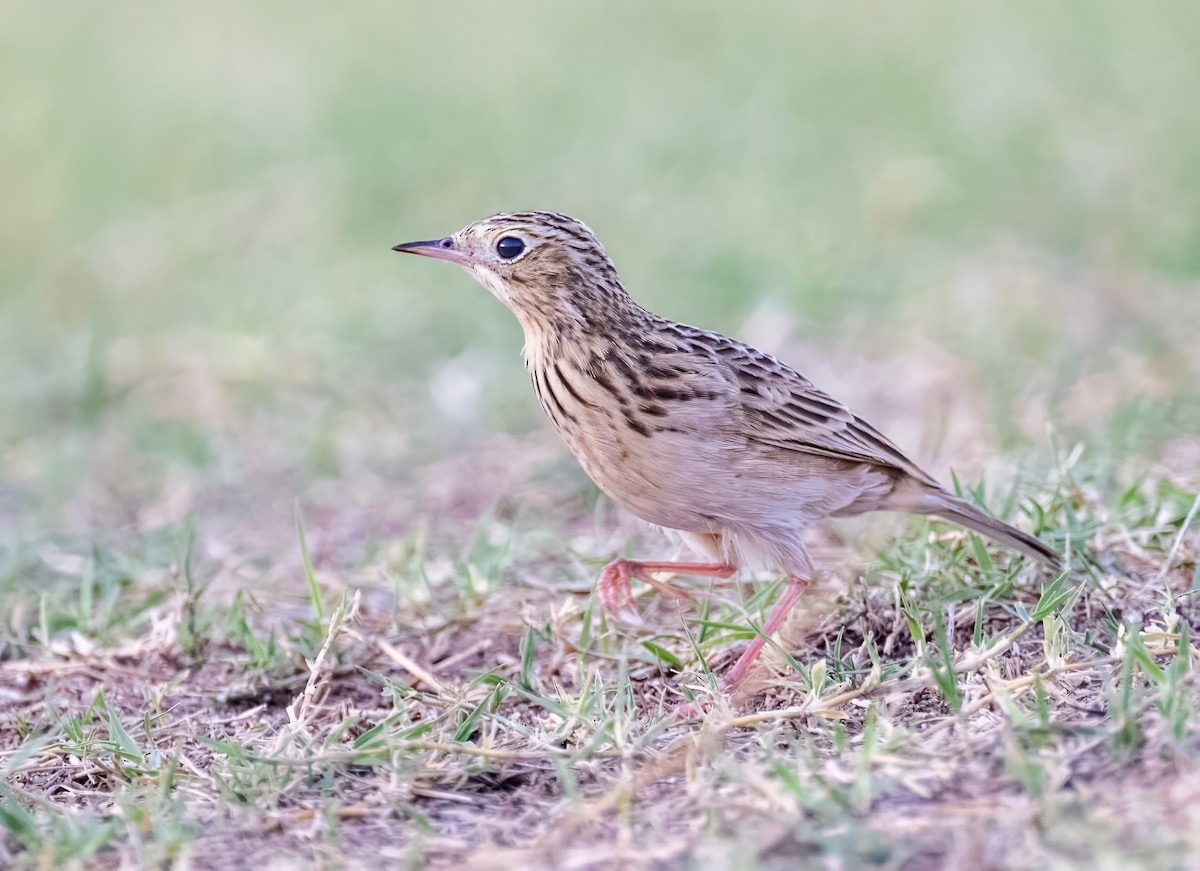 Sprague's Pipit - ML624720956