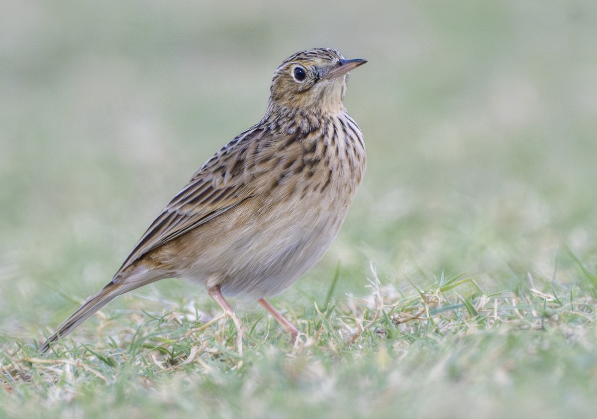 Sprague's Pipit - ML624720957
