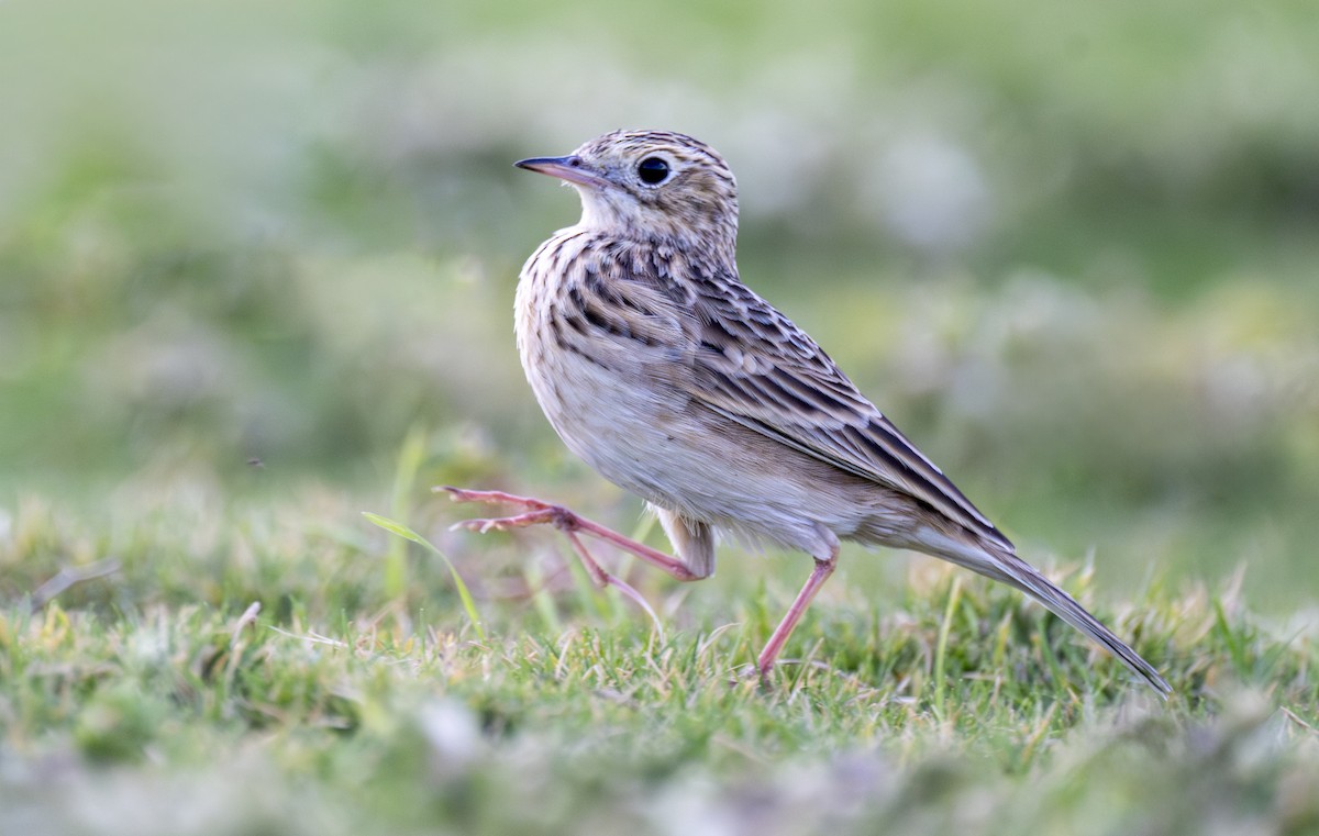 Sprague's Pipit - ML624720959
