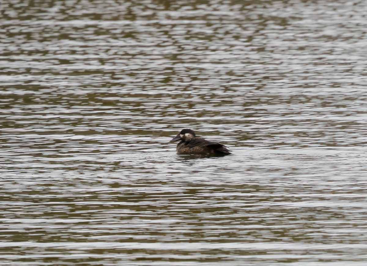 Surf Scoter - ML624721108