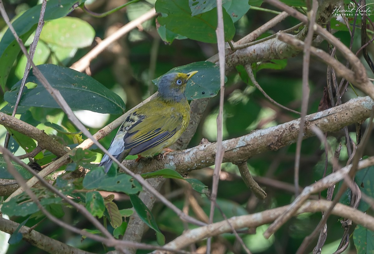 Bulbul Cabecigrís - ML624721265