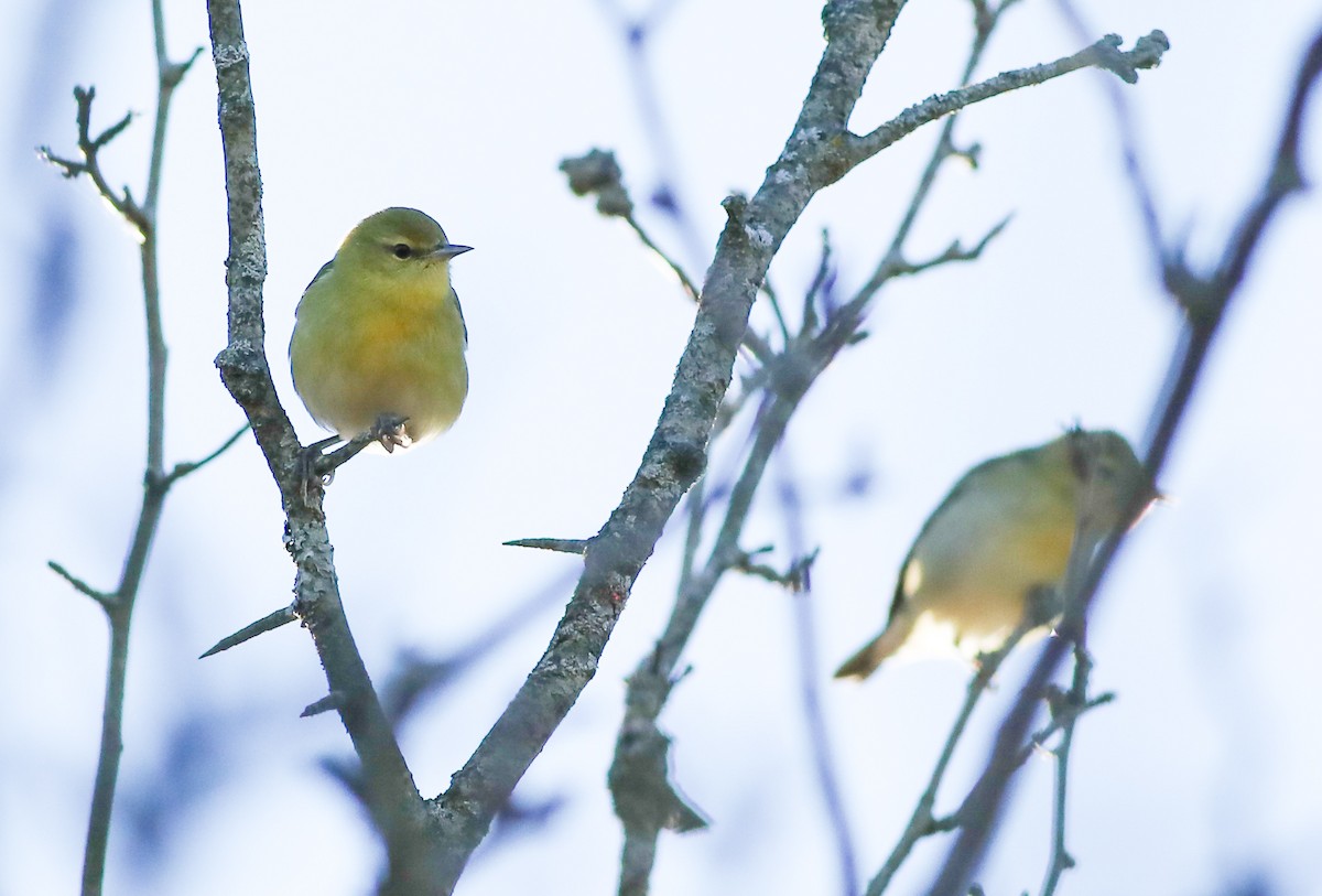 Tennessee Warbler - ML624721279