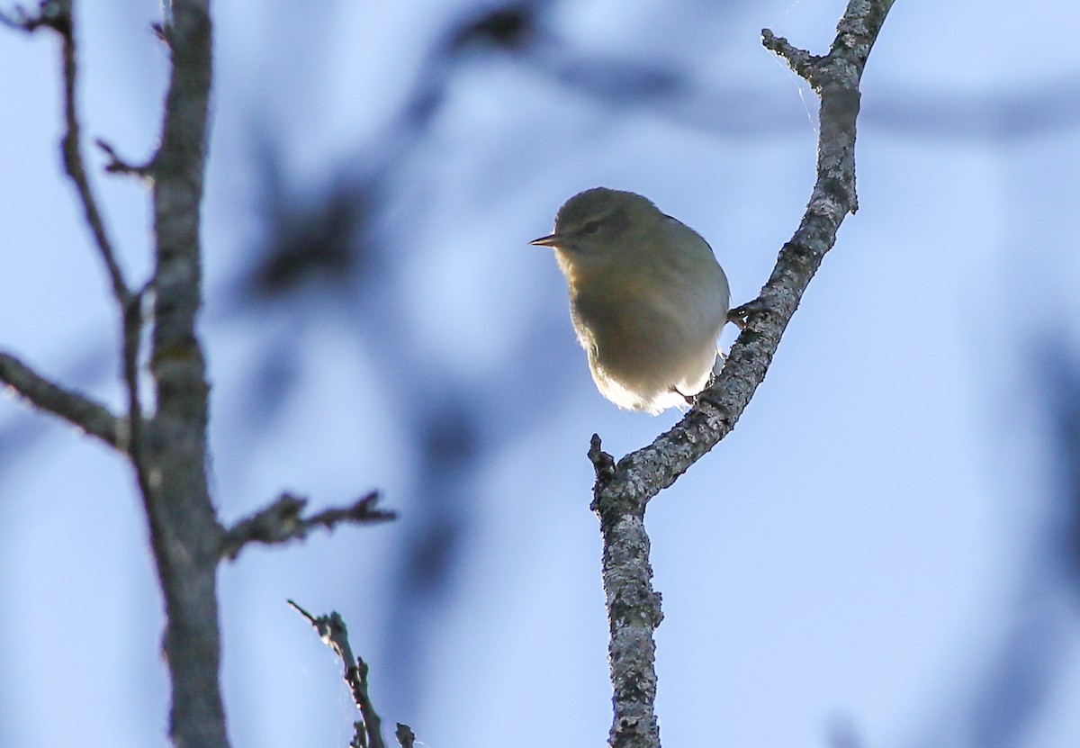 Tennessee Warbler - ML624721283