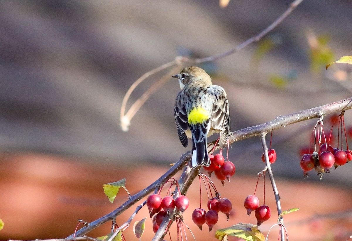 Yellow-rumped Warbler - ML624721321