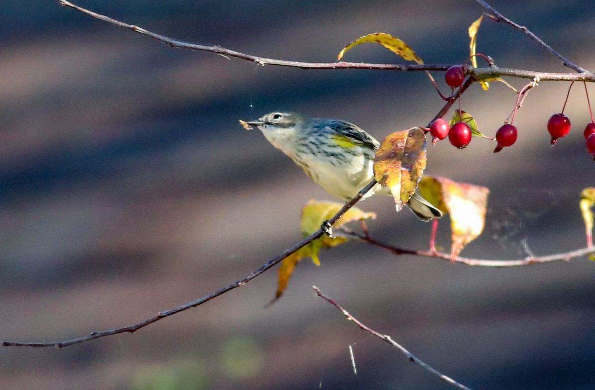 Yellow-rumped Warbler - ML624721336