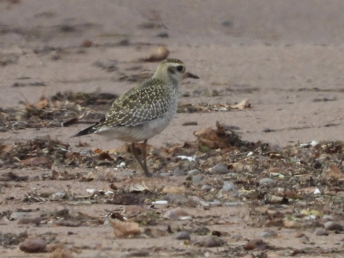 American Golden-Plover - ML624721341