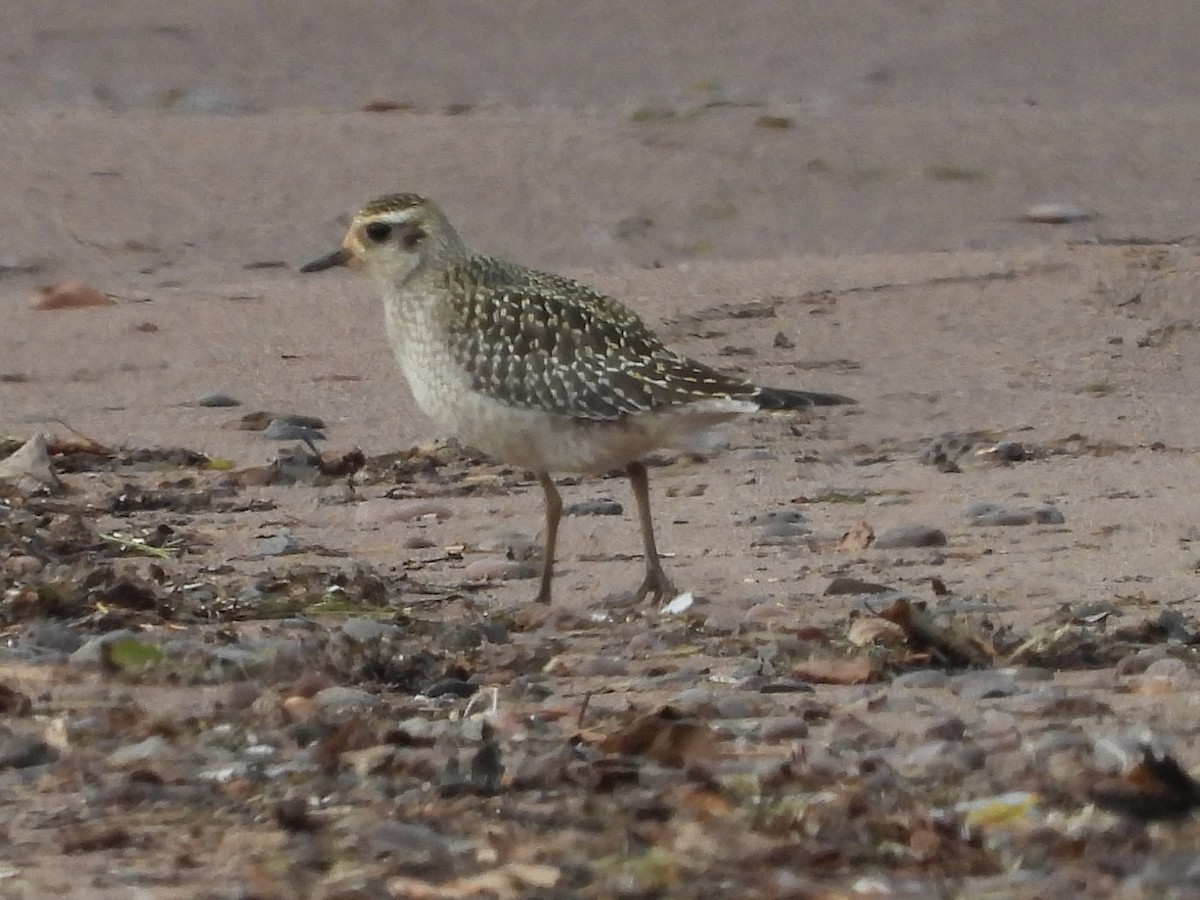 American Golden-Plover - ML624721342
