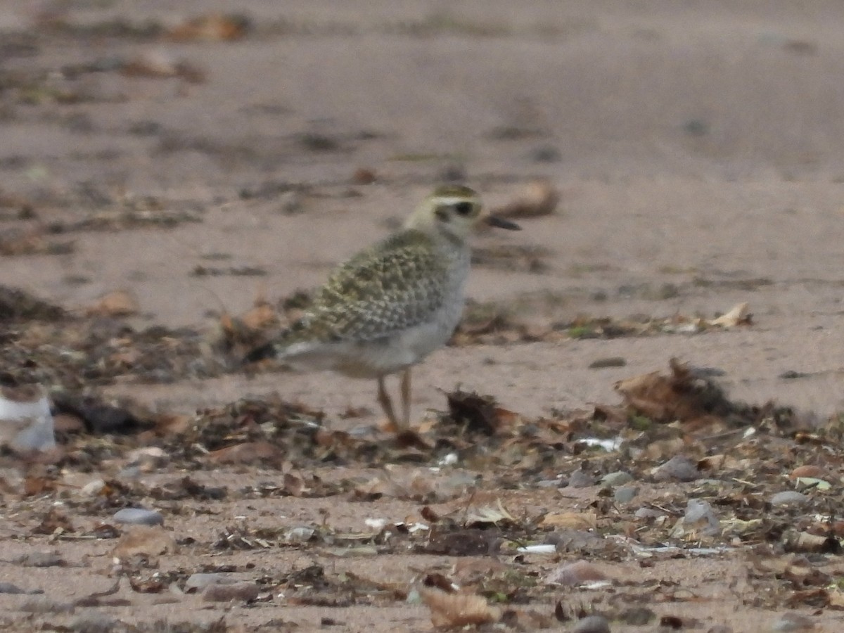 American Golden-Plover - ML624721343