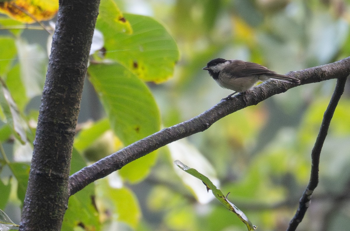 Black-bibbed Tit - ML624721344