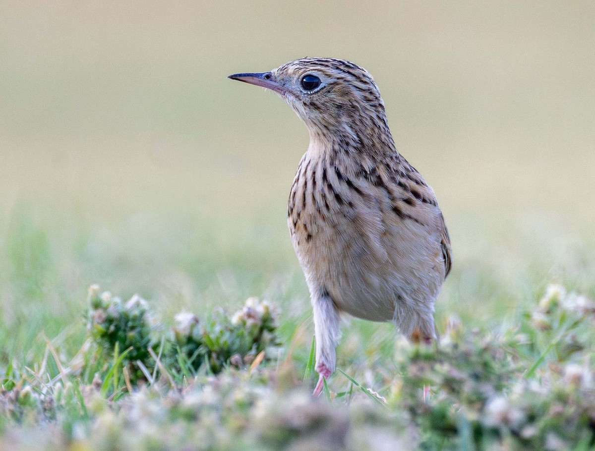 Sprague's Pipit - ML624721500