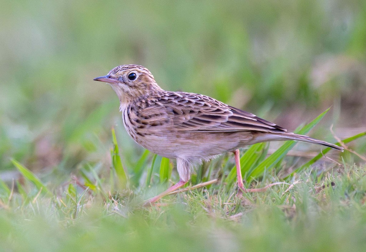 Sprague's Pipit - ML624721506