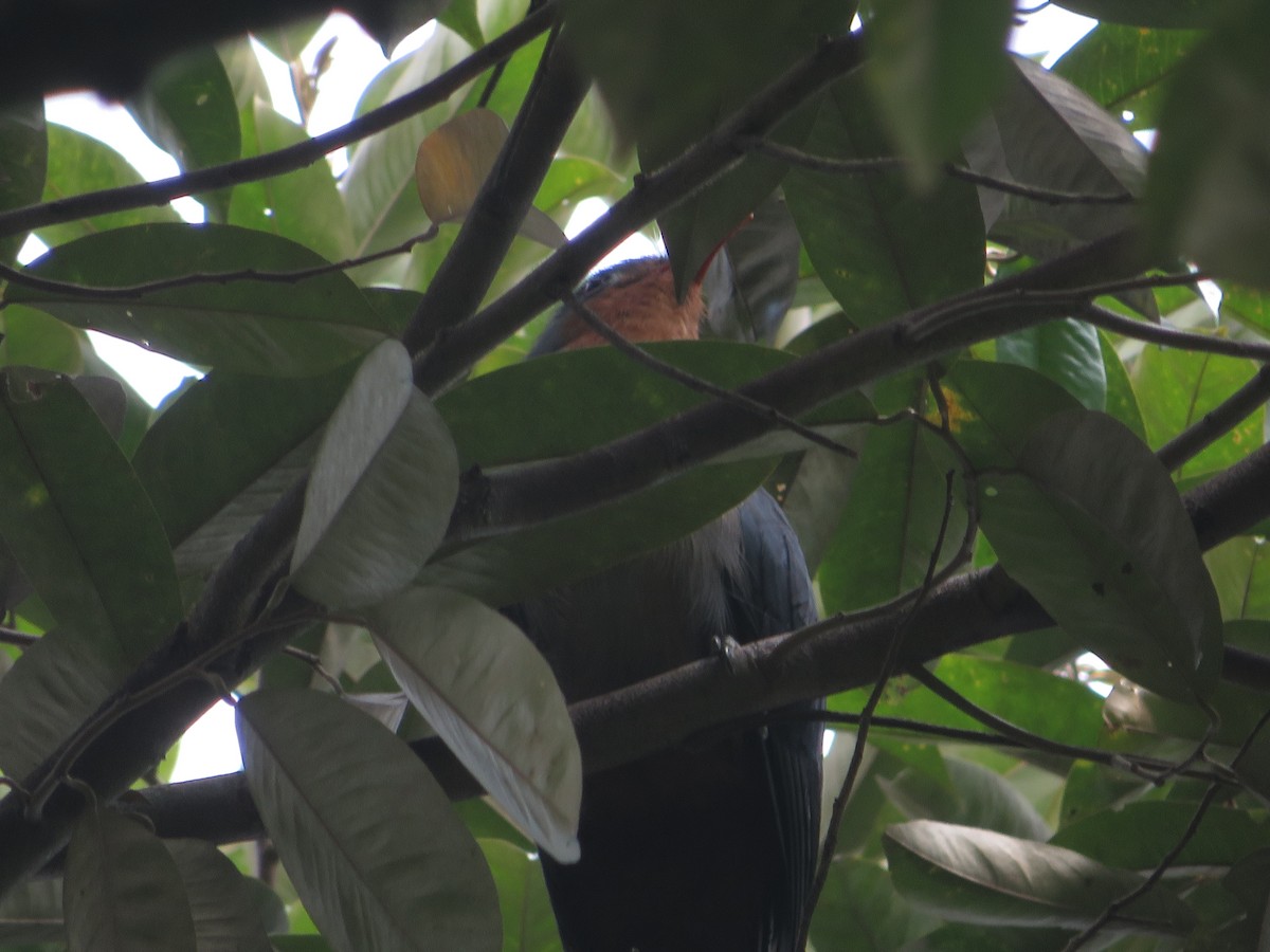 Red-billed Malkoha - ML624722182