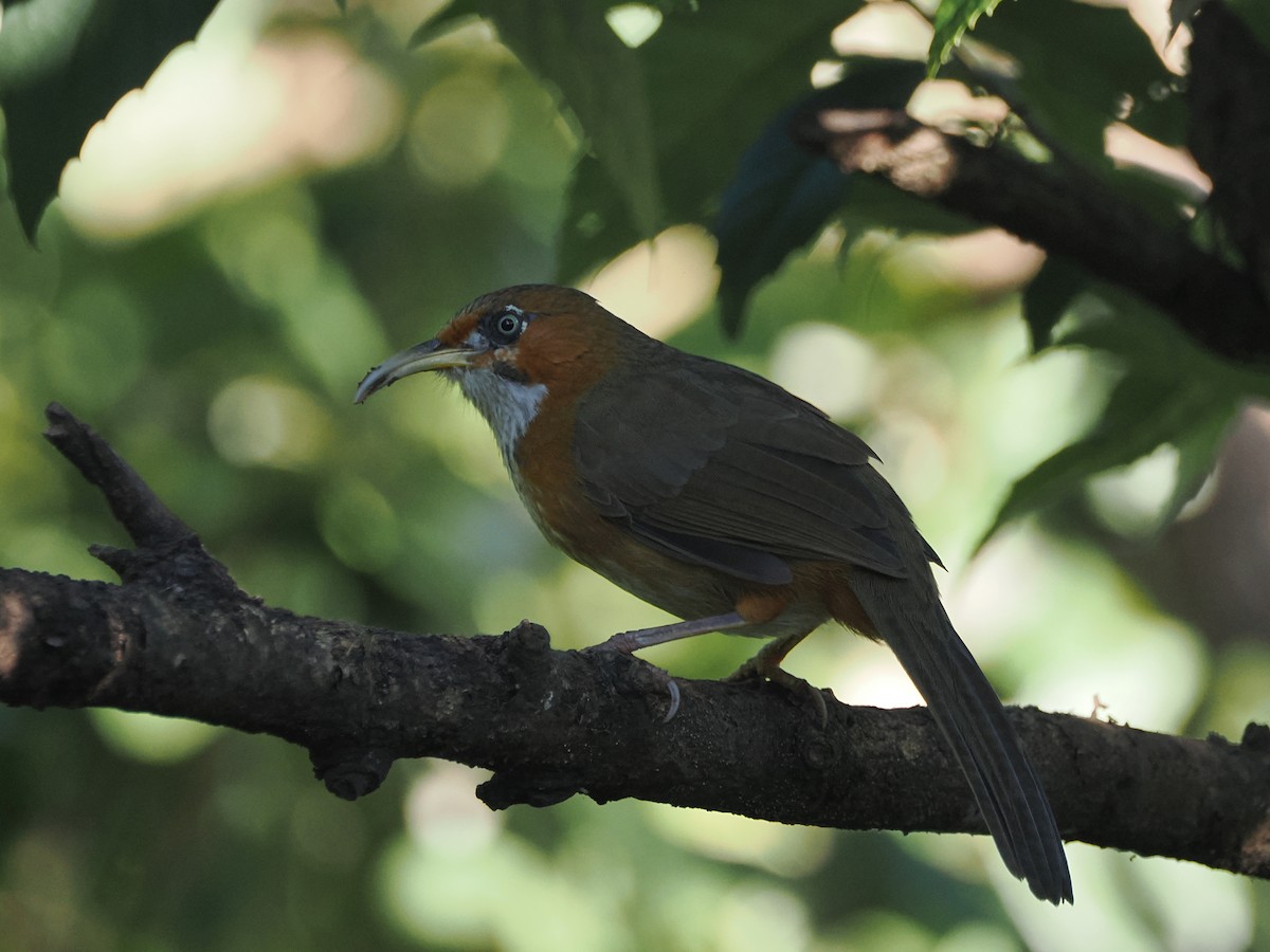 Rusty-cheeked Scimitar-Babbler - ML624722276