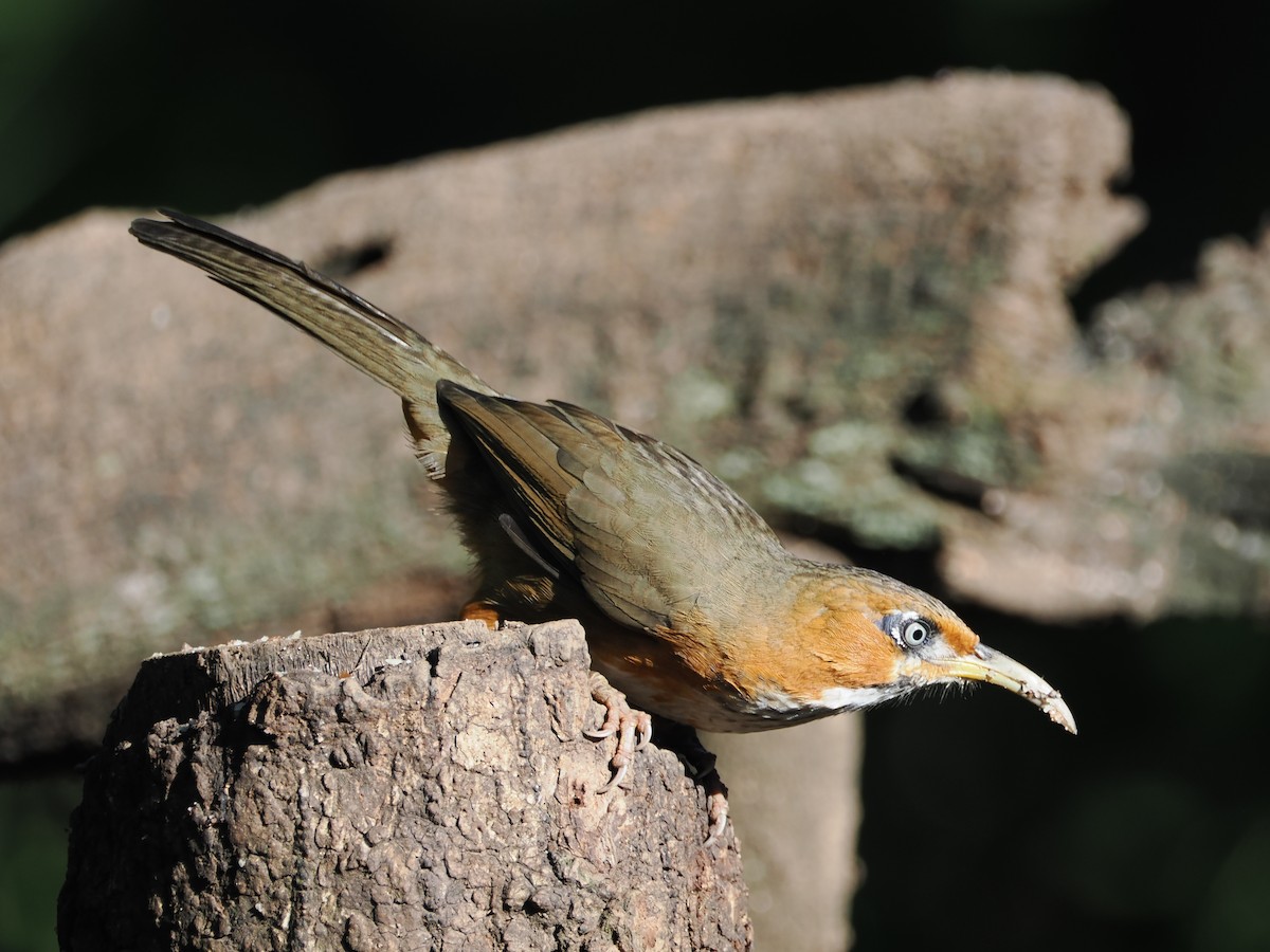 Rusty-cheeked Scimitar-Babbler - ML624722277