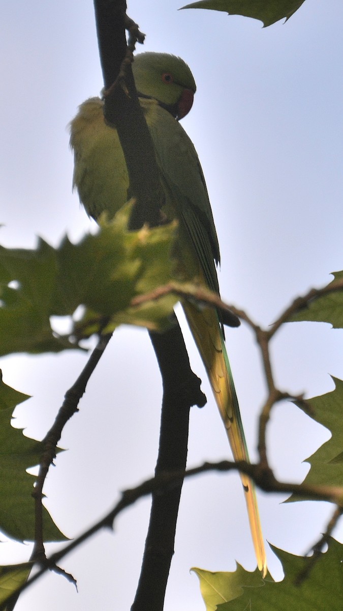 Rose-ringed Parakeet - ML62472251