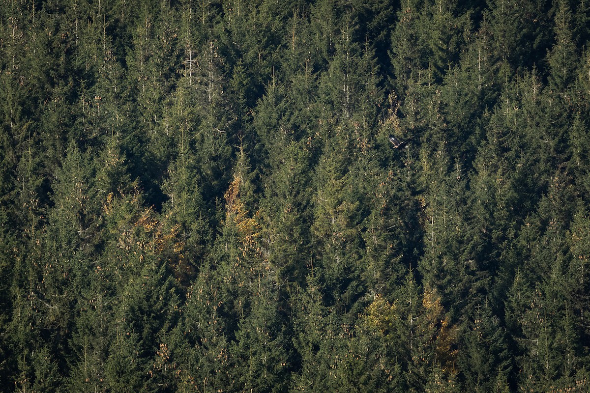 Golden Eagle - ML624722531