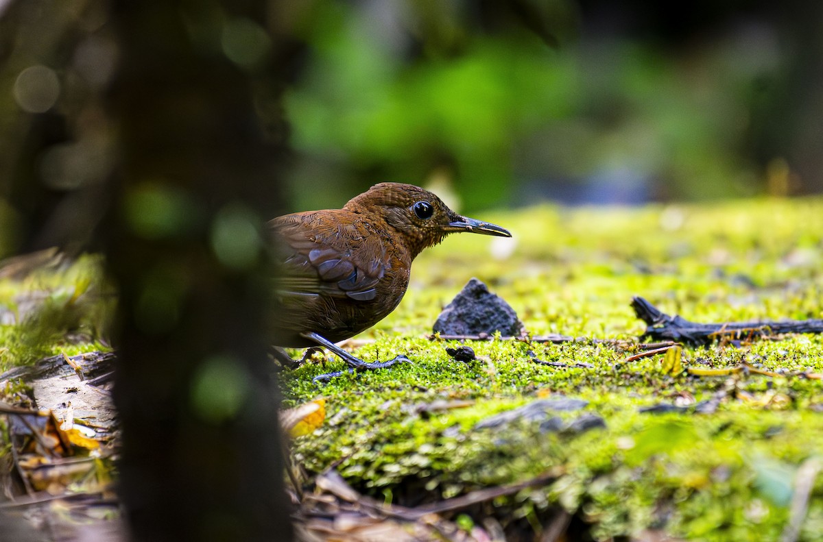 Middle American Leaftosser - ML624722536