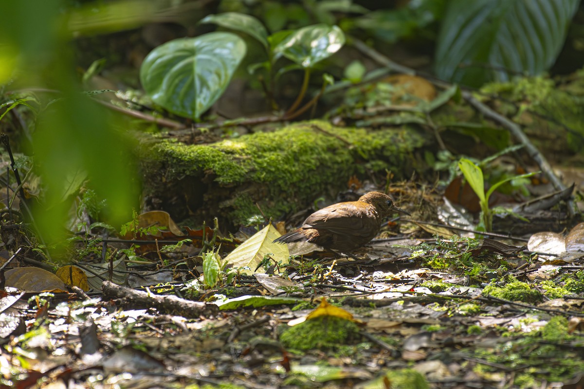 Middle American Leaftosser - ML624722537