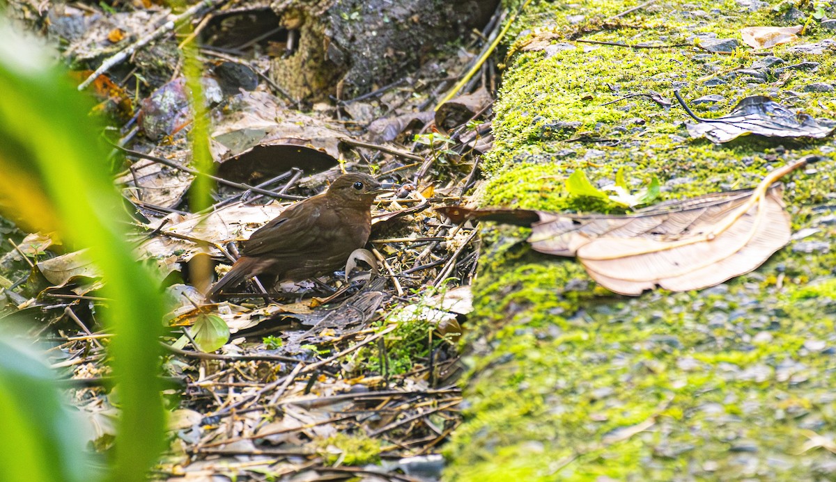 Middle American Leaftosser - ML624722538